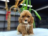 Malti̇poo Ci̇nsi̇ Yavrular Ev Üreti̇mi̇