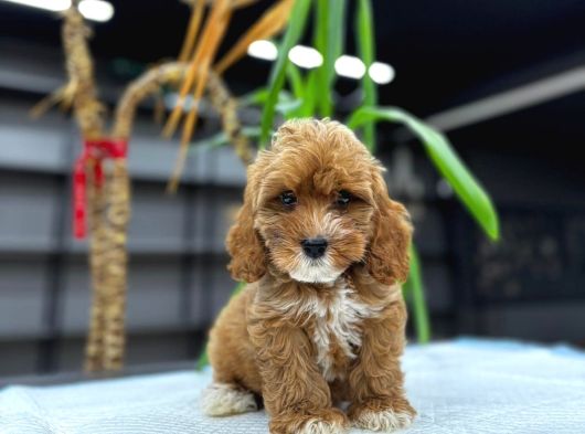 Malti̇poo Ci̇nsi̇ Yavrular Ev Üreti̇mi̇ görsel
