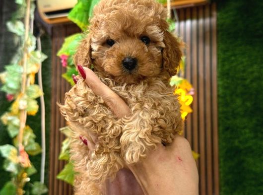 Malti̇poo Ci̇nsi̇ Yavrular Ev Üreti̇mi̇ görsel
