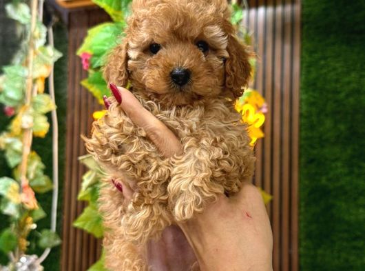Malti̇poo Ci̇nsi̇ Yavrular Ev Üreti̇mi̇