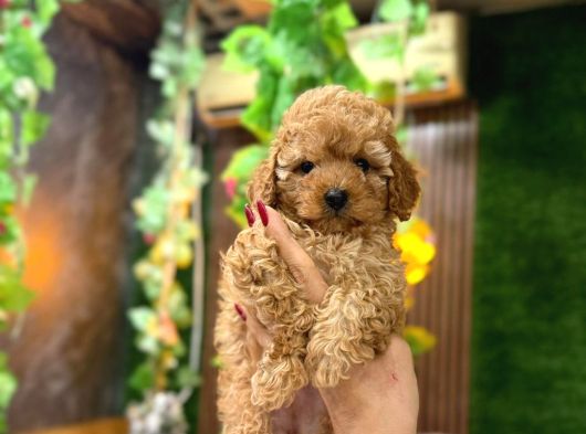 Malti̇poo Ci̇nsi̇ Yavrular Ev Üreti̇mi̇ görsel