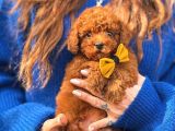 Orjinal Toy Poodle Yavruları