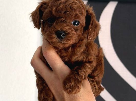 Toy Poodle Sevi̇mli̇ Yavrular Ev Üreti̇mi̇