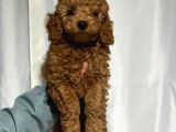 Toy Poodle Sevi̇mli̇ Yavrular Ev Üreti̇mi̇
