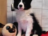 Border Collie Mükemmel Yavrularımız