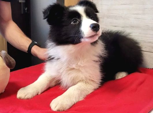 Border collie mükemmel yavrularımız