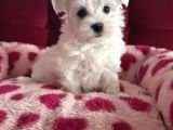 Matese Terrier Irkının En Özel Yavruları