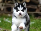 Husky Sibirya Kurdu Yavrular