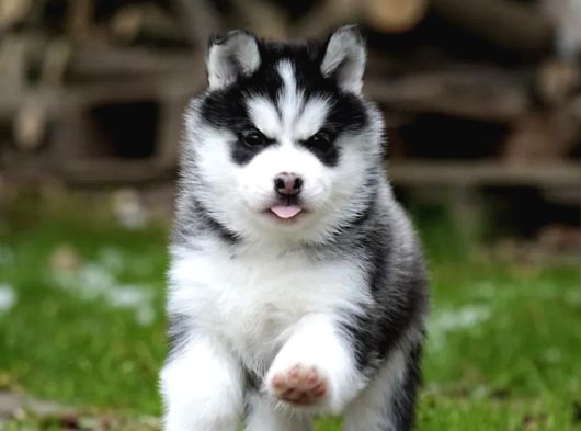 Husky Sibirya Kurdu Yavrular görsel