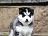 Husky Sibirya Kurdu Yavrular
