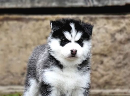 Husky Sibirya Kurdu Yavrular görsel