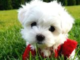 Matese Terrier Irkının En Özel Yavruları