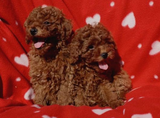 Shihtzu yavrularımız ırkının en iyileri