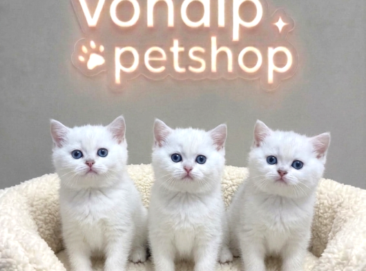 Vonalp Pet Efsane Güzelli̇kte Scr Belgeli̇ Bri̇ti̇sh Shorthai̇r