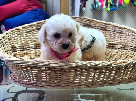 Mükemmel Bichon Fri̇se Yavrularımız görsel