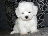 Maltese yavrularımız