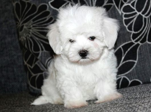 Maltese Yavrularımız