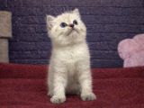 BRİTTİSH SHORTHAİR BEBEKLERİMİZ