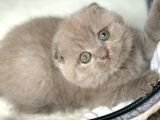 Scottish Fold