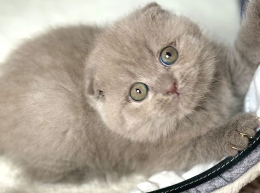 Scottish Fold görsel