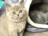 Scottish Fold