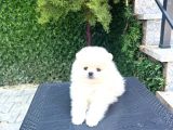 Orjinal Pomeranian Boo