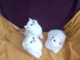Vonalp Pet Efsane Güzelli̇kte Scr Belgeli̇ Bri̇ti̇sh Shorthai̇r