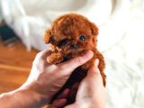 Orjinal Toy Poodle Yavruları