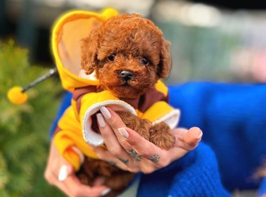 Orjinal Toy Poodle Yavruları