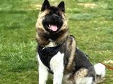 Mükemmel Kalite De American Akita Yavruları