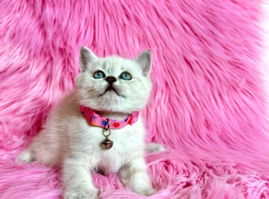 British Shorthair Blue Point Dişi 2 Aylık görsel