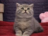 A Kali̇te Bri̇tti̇sh Shorthai̇r Kedi̇leri̇mi̇z