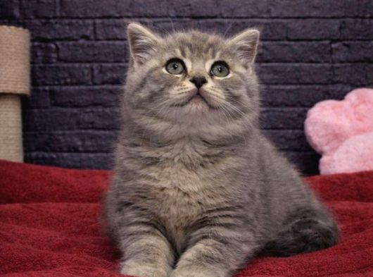 A Kali̇te Bri̇tti̇sh Shorthai̇r Kedi̇leri̇mi̇z görsel