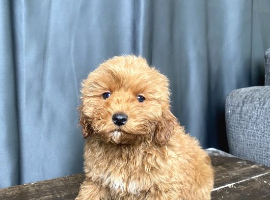 MİNİ BOY MALTİPOO ERKEK YAVRUMUZ