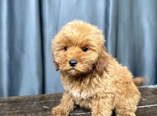 Apri̇cot Renk Maltipoo Erkek Yavrumuz