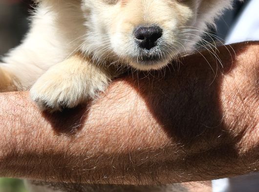Pomeranian Spitz görsel
