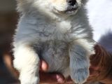 Pomeranian Spitz