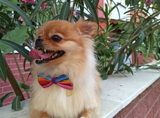 Pomeranian Spitz