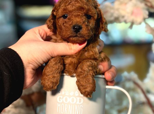 Ufak Boy Red Dişi Ve Erkek Toy Poodle görsel