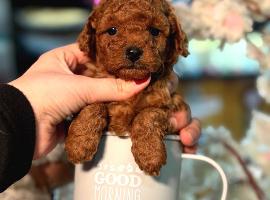 Ufak Boy Red Dişi Ve Erkek Toy Poodle görsel