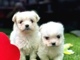 Mağazamızdan Teacup Maltese Yavrular