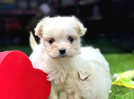 Mağazamızdan Teacup Maltese Yavrular görsel