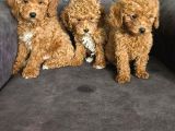 Aşılı Poodle Bebekler