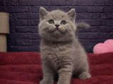 A Kali̇te Bri̇tti̇sh Shorthai̇r Kedi̇leri̇mi̇z