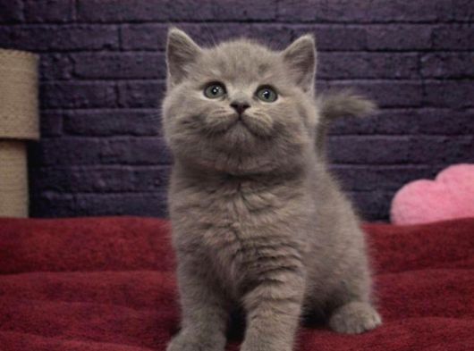 A Kali̇te Bri̇tti̇sh Shorthai̇r Kedi̇leri̇mi̇z görsel