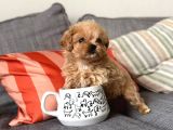 F1B efsane poodle ayarinda matipo