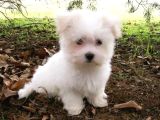 KAR BEYAZ MALTESE TERRİER CİNSLERİ