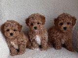 Malti̇poo Ci̇nsi̇ Yavrular Ev Üreti̇mi̇