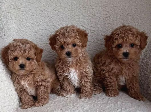 Malti̇poo Ci̇nsi̇ Yavrular Ev Üreti̇mi̇ görsel