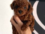 Toy Poodle Sevi̇mli̇ Yavrular Ev Üreti̇mi̇